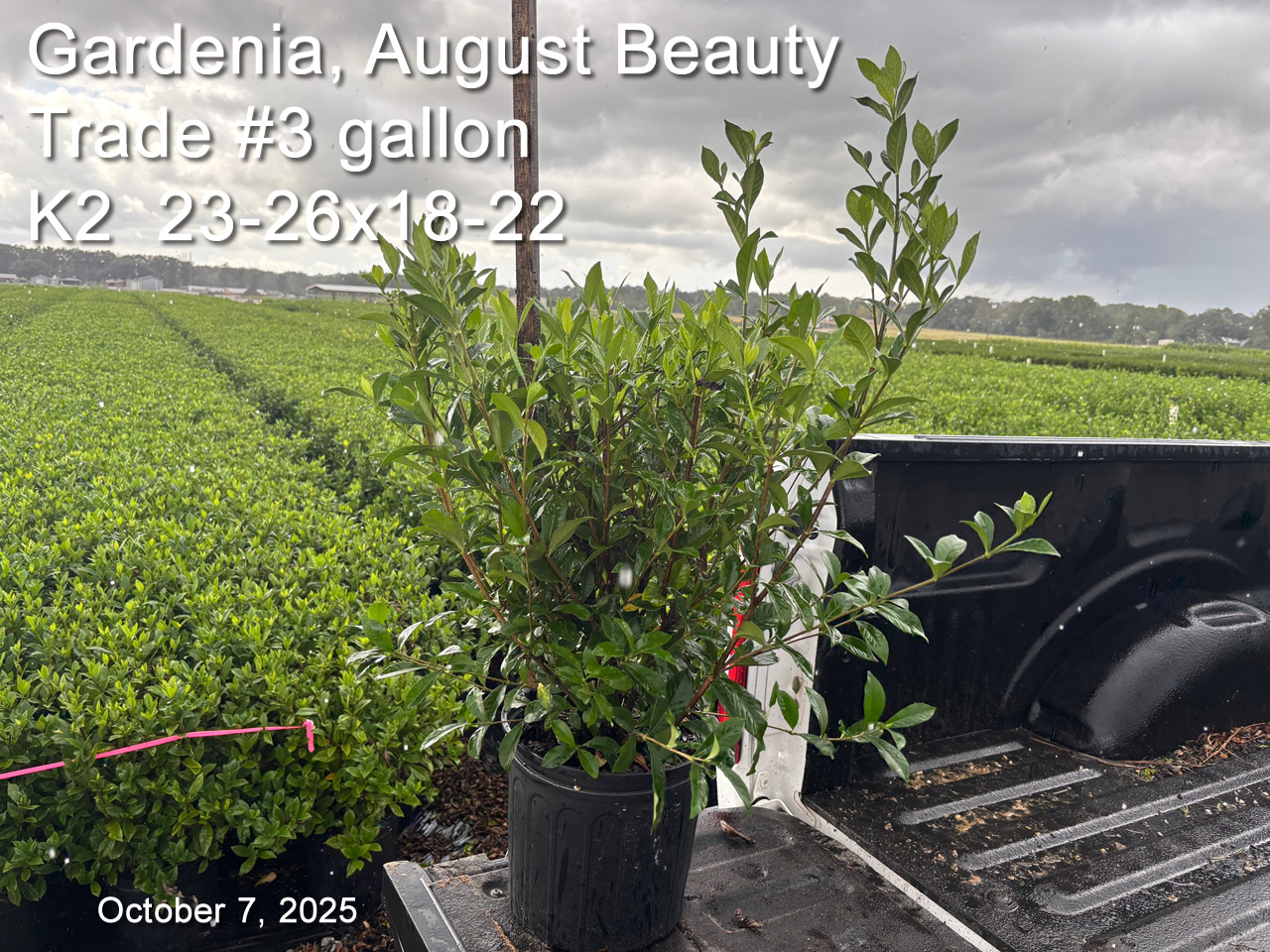 gallery/gab3t k2 oct7.jpg